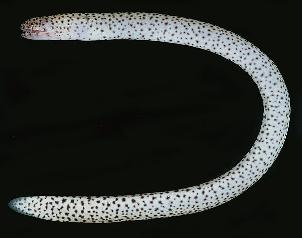 Uropterygius supraforatus
