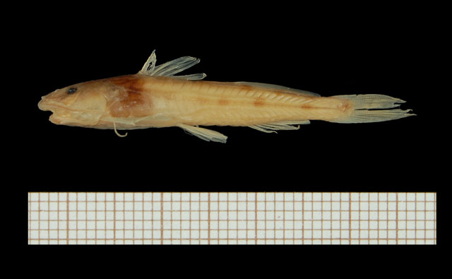 Zaireichthys heterurus