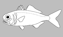 Image of Protoblepharon rosenblatti (Cook Islands Flashlightfish)