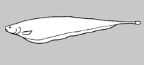 Image of Sternarchorhynchus inpai (Inpa tube-snouted ghost knifefish)