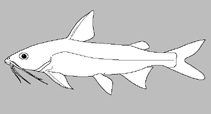 Image of Notarius neogranatensis (Caribbean sculptured sea catfish)