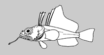 Image of Pogonophryne bellingshausenensis (Spotless nape plunderfish)