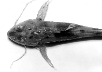 Image of Acanthocleithron chapini 