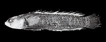 Image of Anisochromis mascarenensis 