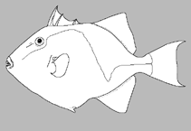 Image of Xanthichthys lima 