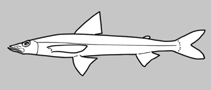 Image of Bathysauroides gigas (Pale deepsea lizardfish)