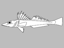 Image of Bembras longipinnis (Longfin flathead)
