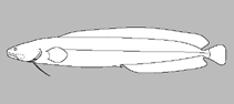Image of Bidenichthys paxtoni (Baldhead cusk)