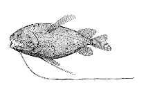 Image of Bathophilus brevis 
