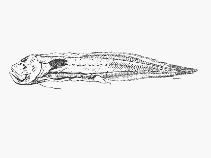 Image of Barathronus maculatus (Spotted gelatinous cusk)