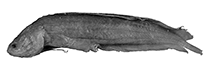 Image of Beaglichthys larsonae 