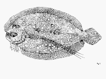 Image of Bothus guibei (Guinean flounder)