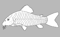 Image of Lepthoplosternum ucamara (Ucamara catfish)
