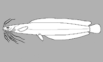 Image of Bathyclarias longibarbis 