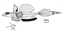Image of Callionymus bifilum (NW Australian deepwater dragonet)