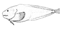Image of Careproctus oregonensis (Smallfin snailfish)