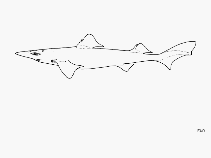 Image of Centrophorus harrissoni (Dumb gulper shark)