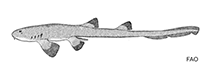 Image of Chiloscyllium burmense (Burmese bamboo shark)