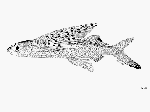 Image of Cheilopogon spilopterus (Manyspotted flyingfish)