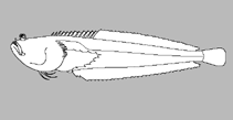 Image of Dactyloscopus lacteus (Milky sand stargazer)