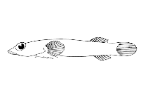 Image of Diplecogaster pectoralis 