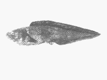 Image of Diplacanthopoma nigripinnis 