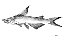 Image of Nedystoma novaeguineae (Spoon-snouted catfish)