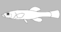 Image of Fundulus lima (Killifish)