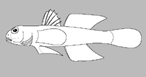 Image of Amblyotrypauchen arctocephalus (Armour eelgoby)