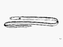 Image of Gorgasia punctata (Peppered garden eel)