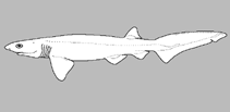 Image of Hexanchus vitulus (Atlantic bigeye sixgill shark)