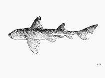 Image of Heterodontus ramalheira (Whitespotted bullhead shark)