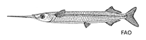 Image of Hyporhamphus neglectissimus (Black-tipped garfish)