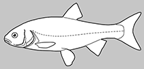 Image of Orthodon microlepidotus (Sacramento blackfish)