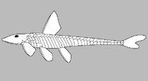 Image of Andeancistrus platycephalus 