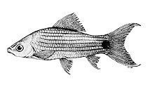 Image of Labeo lineatus 