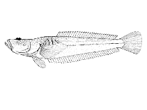Image of Leptoscopus macropygus (Estuary stargazer)