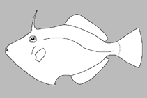 Image of Paramonacanthus arabicus (Gulf filefish)