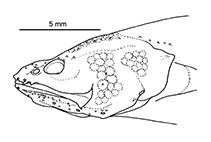 Image of Microbrotula bentleyi (Many-ray cusk)