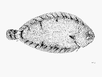 Image of Microchirus boscanion (Lusitanian sole)