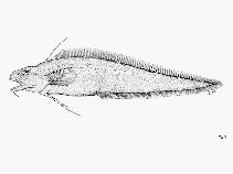 Image of Notomuraenobathys microcephalus (Smallhead moray cod)