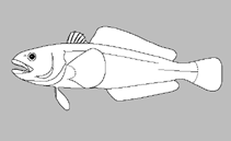 Image of Notothenia microlepidota (Black cod)