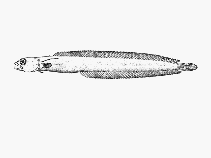 Image of Natalichthys ori (Natal snakelet)
