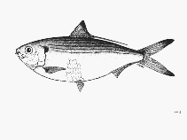 Image of Opisthonema bulleri (Slender thread herring)