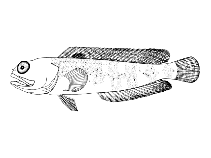 Image of Opistognathus cuvierii (Bartail jawfish)