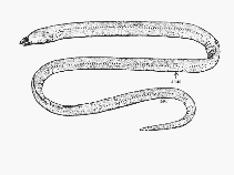 Image of Ophichthus marginatus (Shorthead snake-eel)