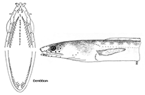 Image of Ophichthus mecopterus (Longarmed snake eel)