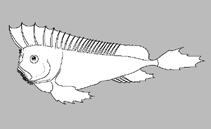 Image of Neopataecus waterhousii (Whiskered prowfish)