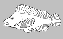 Image of Perryena leucometopon (Whitenose pigfish)