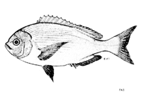 Image of Pachymetopon aeneum (Blue hottentot)